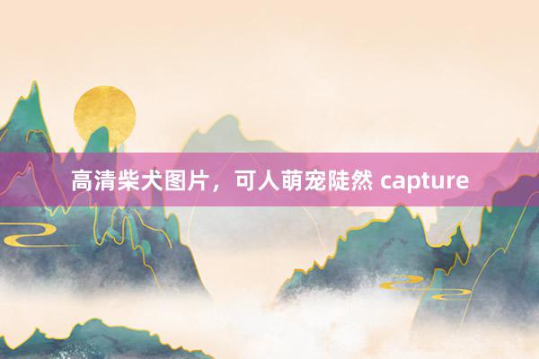 高清柴犬图片，可人萌宠陡然 capture